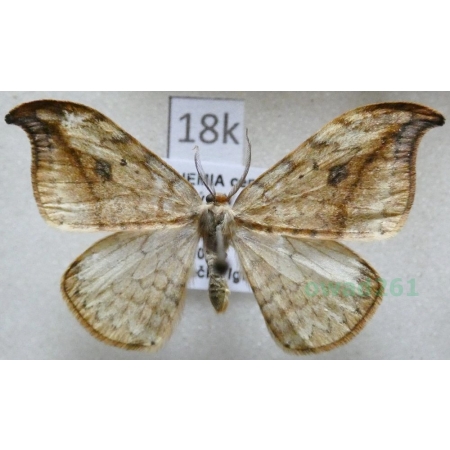 Drepana falcataria (Linnaeus, 1758) male Wycinka sierpianka Czech18k